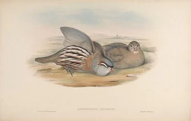 Ammoperdix bonhami
